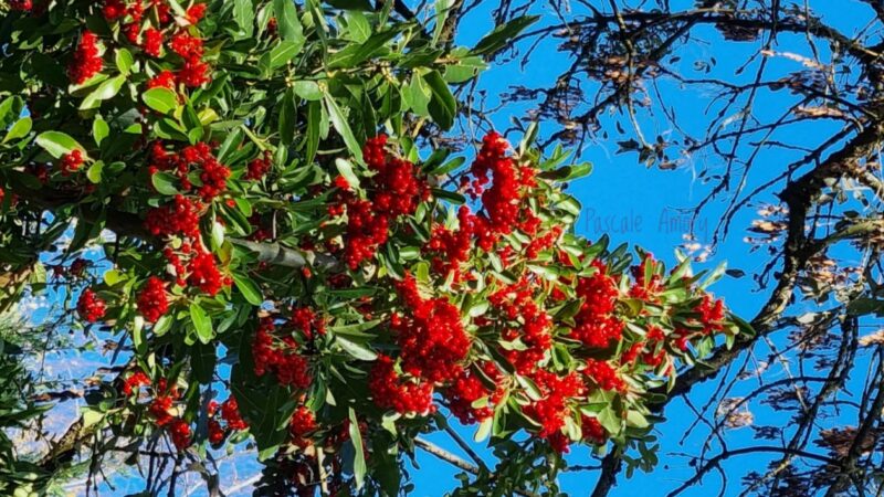 Photo Walks : le 16 novembre