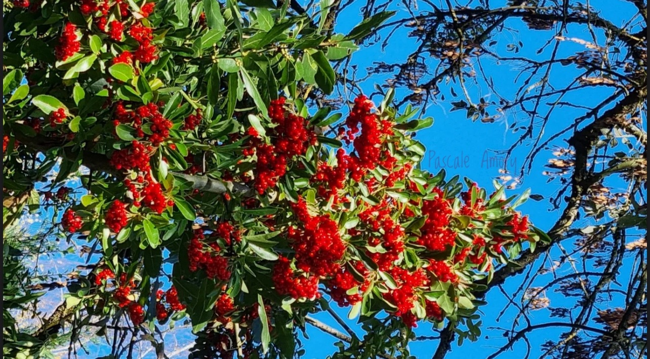 Photo Walks : le 16 novembre